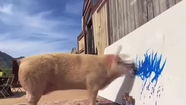 Can Animals Be Creative Pigcass