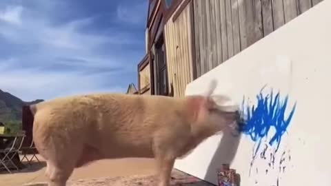 Can Animals Be Creative Pigcass