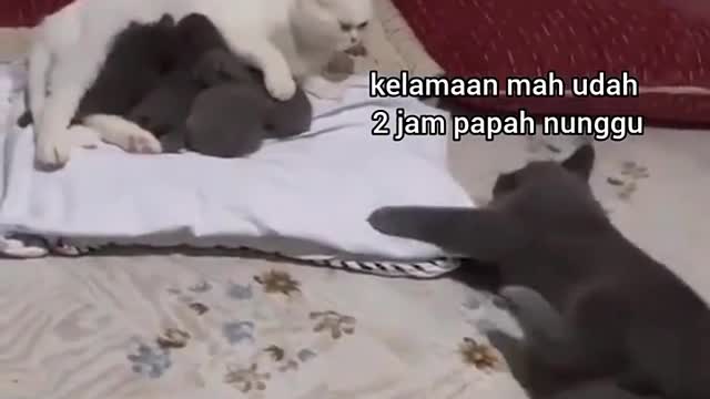 This cat is angry with the cat mother