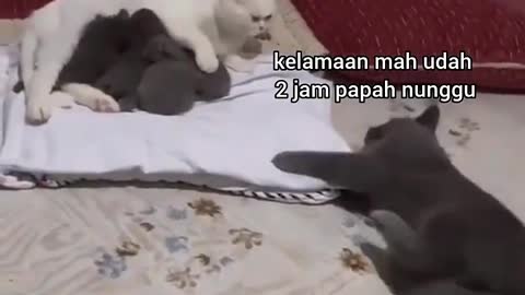 This cat is angry with the cat mother