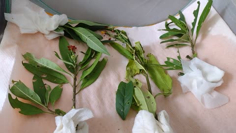 Raising Monarch update 5 24 2023
