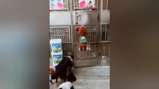 Double Dog cartoon Dog training Videos and Funny training Videos
