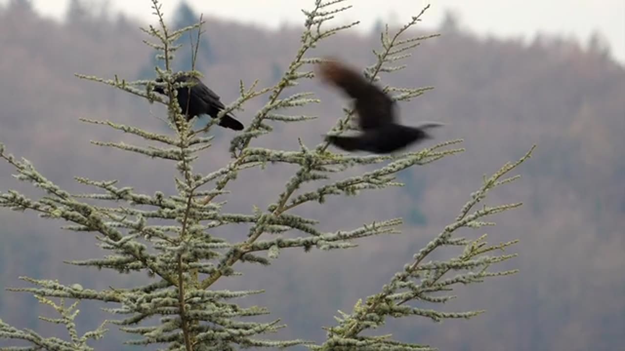 Crow sitting on a tree