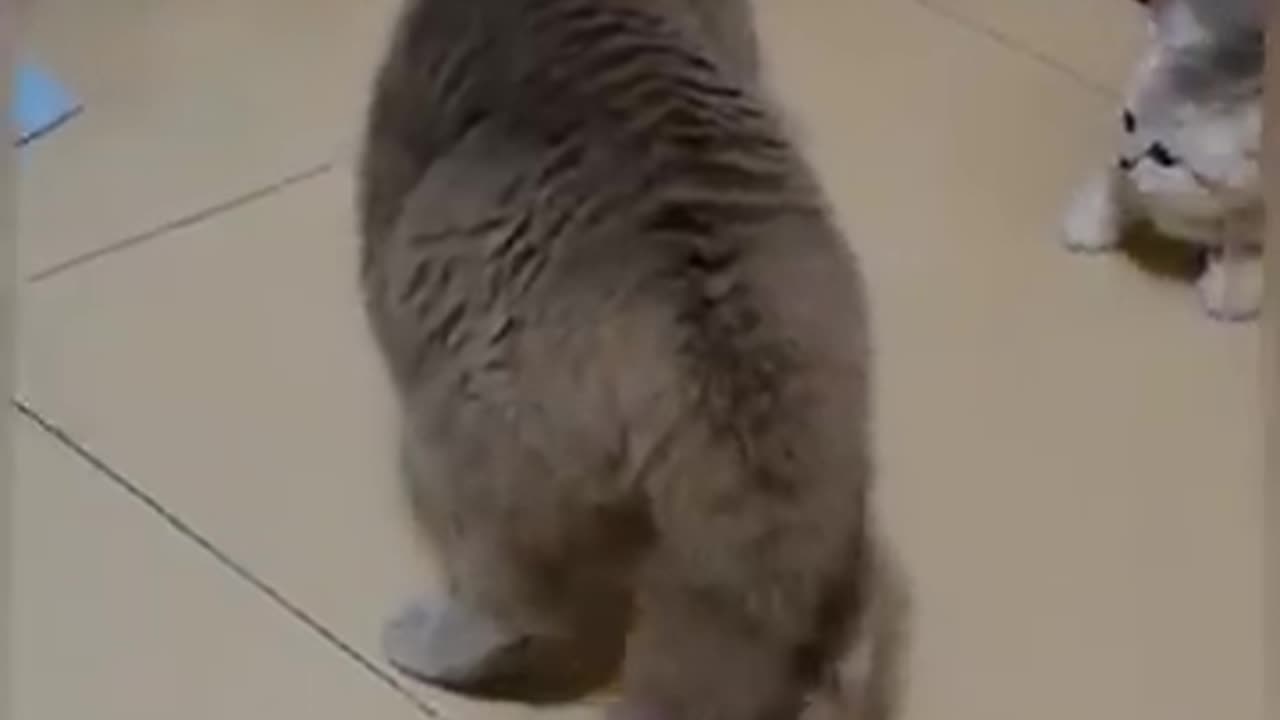 Cat funny video