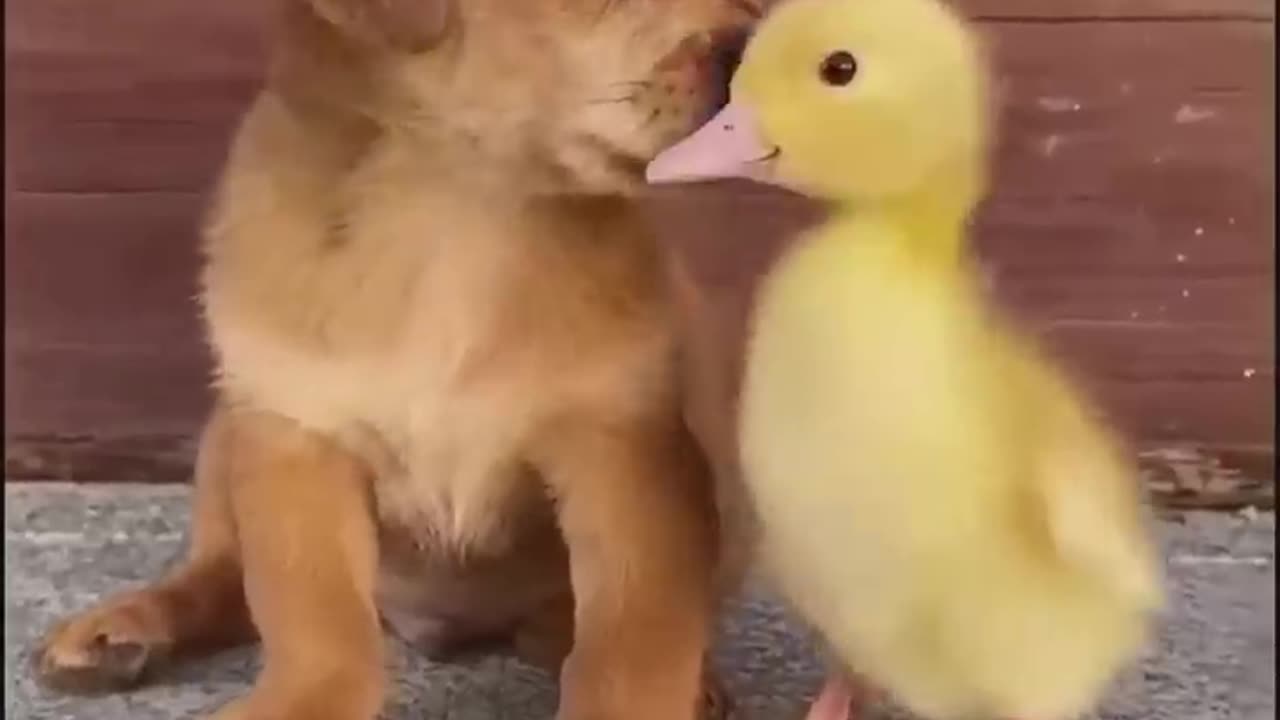 Funny Video with Dogs and Cat