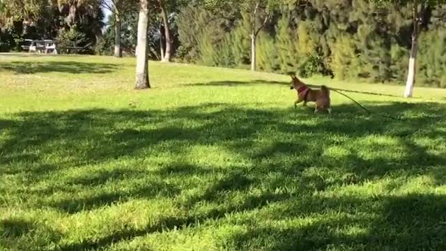 What happens when a dog wants to make friends with a pheasant