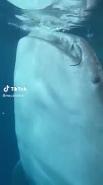 Whale Tries To Swallow A Boat