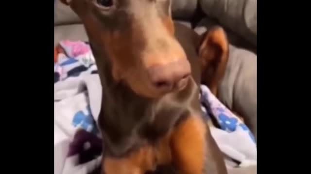 Funny Dogs And Cats Videos 😻🐶 - Best Funny Animal Videos 2022 #34