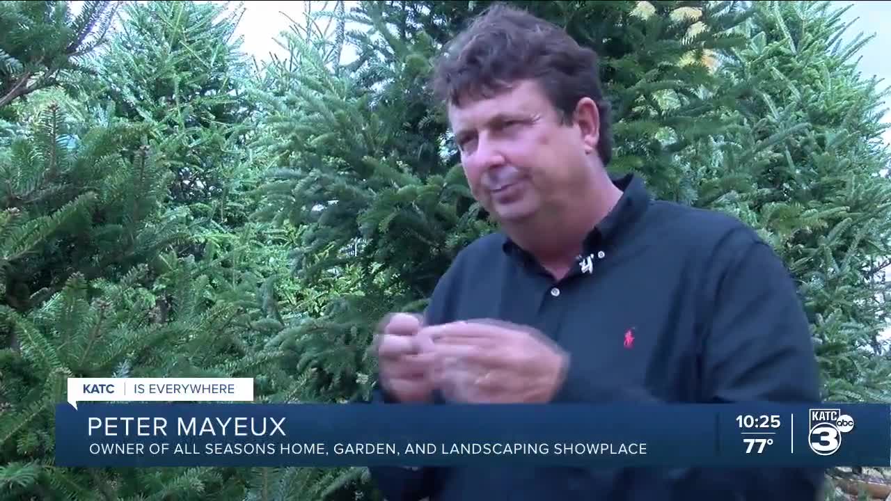 Christmas tree safety tips