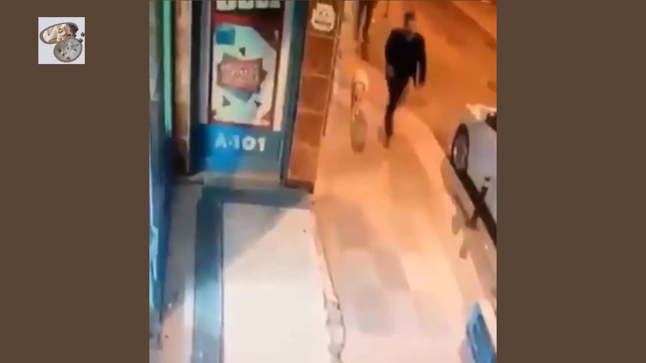 Angry_cats_videos_compilation_-_try_not_to_laugh_videos)