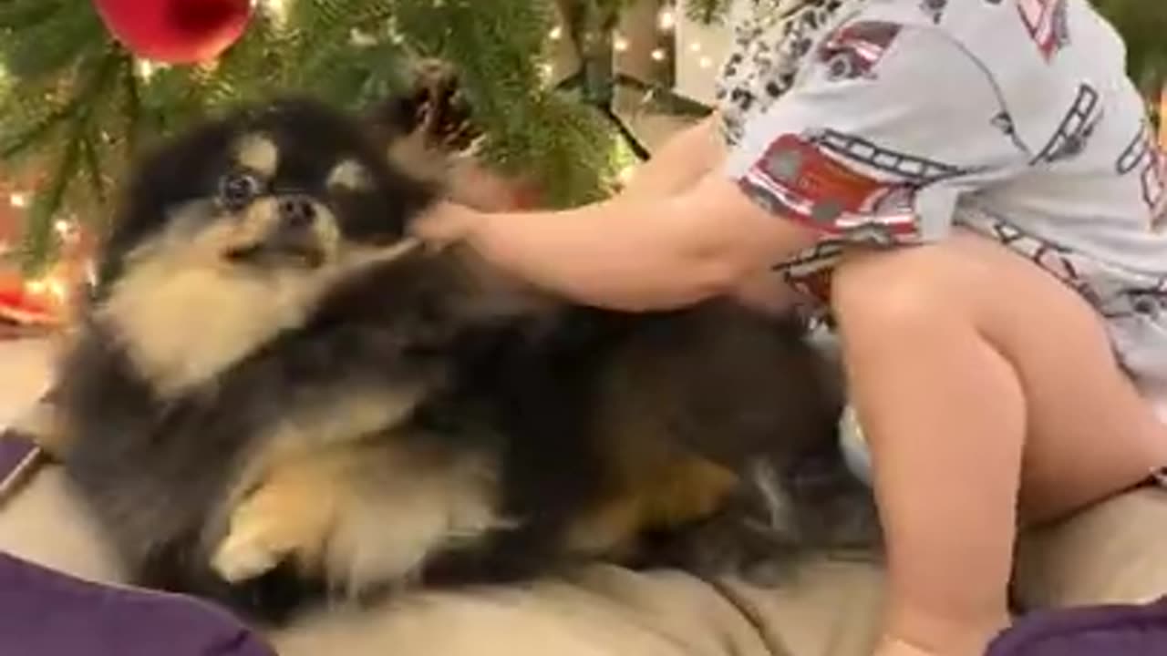 Dog Fan Of Tennis Balls Gets To Chase Them To His Heart_s Content