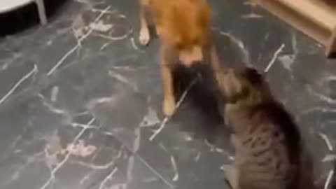 Funny 😜 🤣 animal moments videos-cute funny-dog-amp-cat-videos