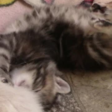 Adorable Kittens Wrestling