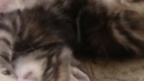 Adorable Kittens Wrestling