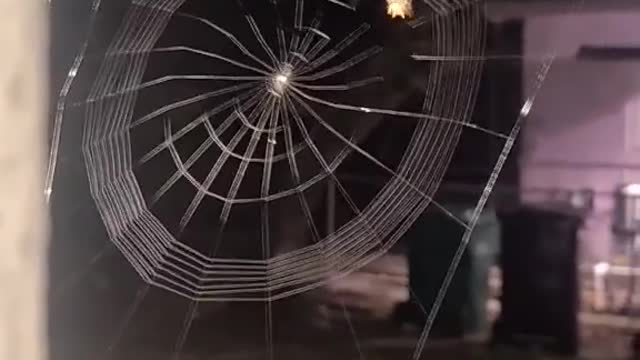 How spider create its house🕸️🕷️