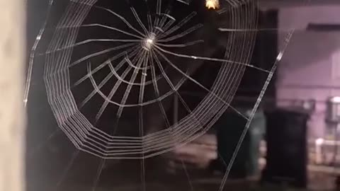 How spider create its house🕸️🕷️