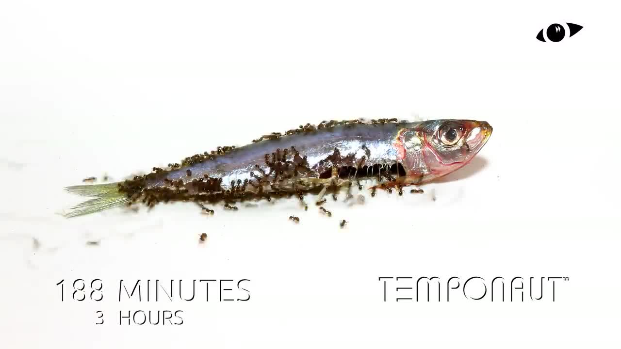 Ants vs Sardine Time-Lapse