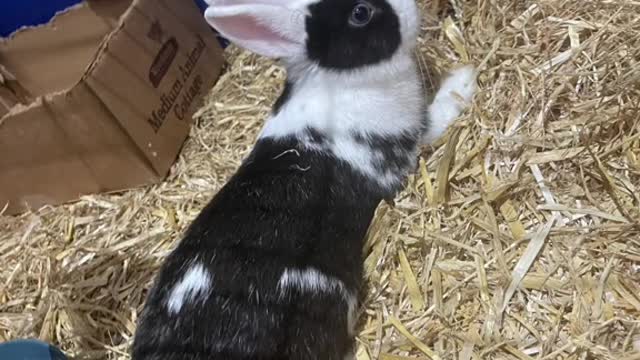 Moo cow bun #netherlanddwarf