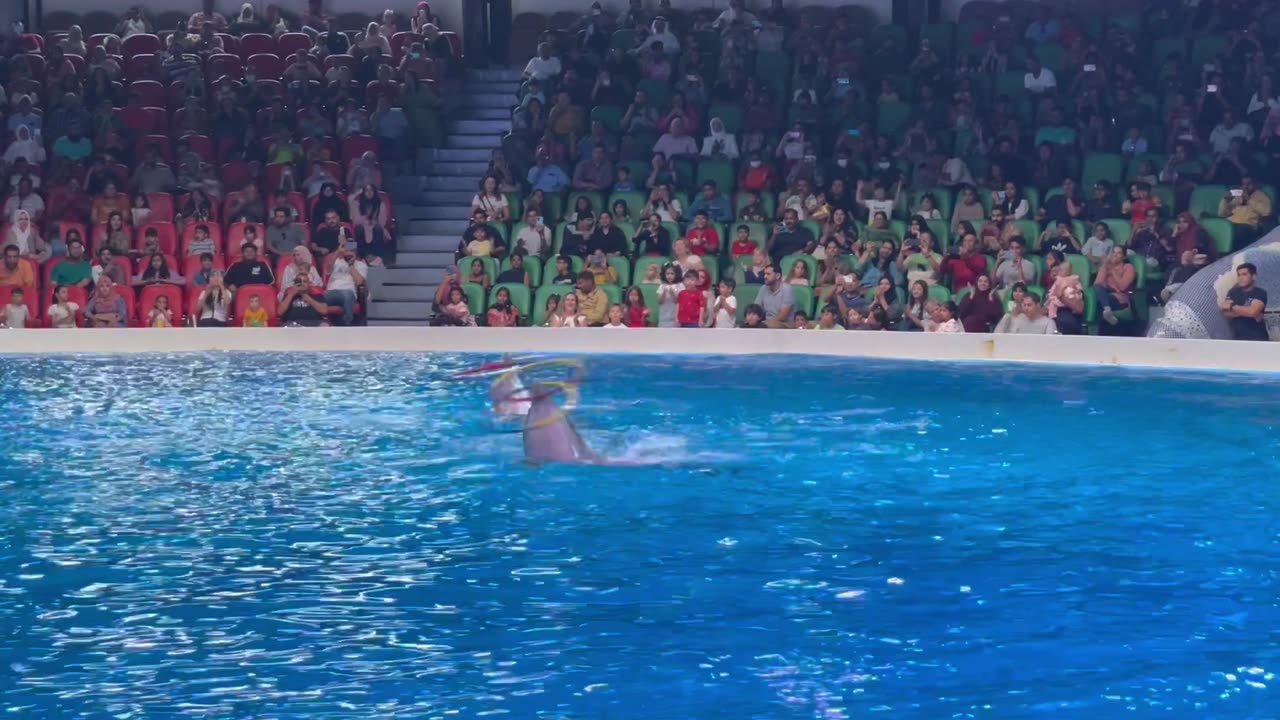 Dubai Dolphinarium|dolphins show