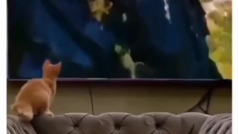 Funny cat video