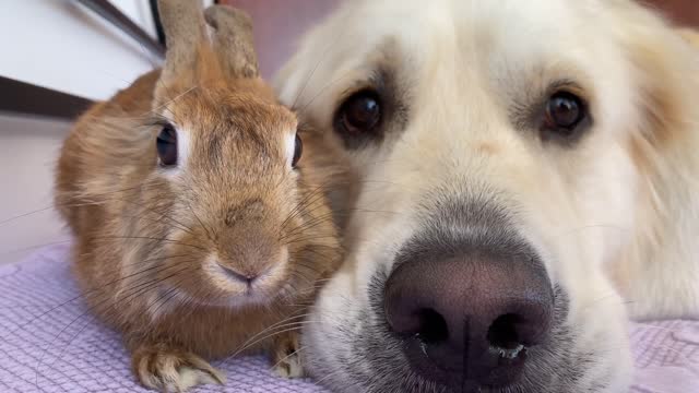 Adorable Golden Retriever Bailey Hugs Cute Rabbit Sam