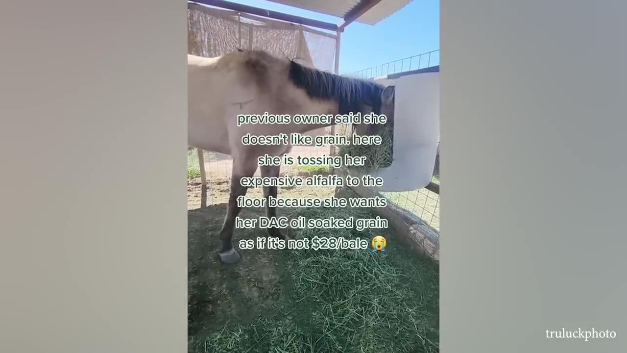 The FUNNIEST Horse 😹 Best Videos Compilation For Your Laugh