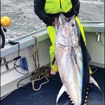 World's Most Expensive Fish