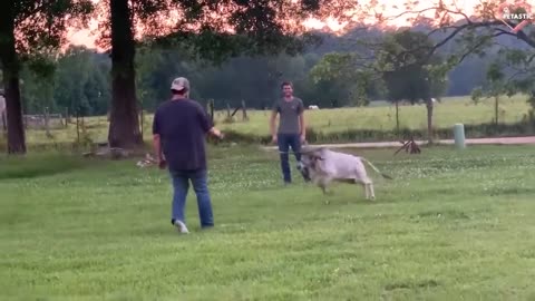 Laugh-Out-Loud Animal Antics: Funny Attacks and Silly Surprises!