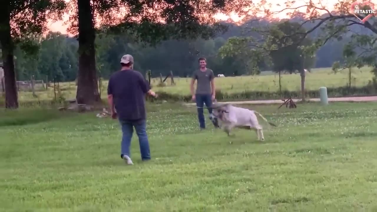Laugh-Out-Loud Animal Antics: Funny Attacks and Silly Surprises!