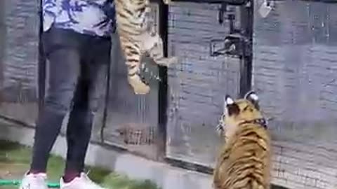 Tiger 🐯