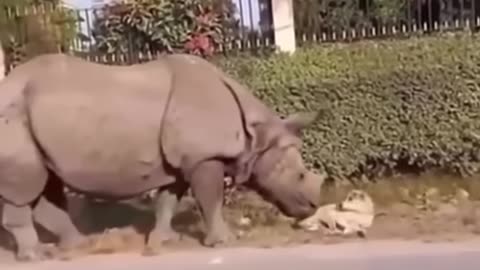 animals , funniest videos, 2024.