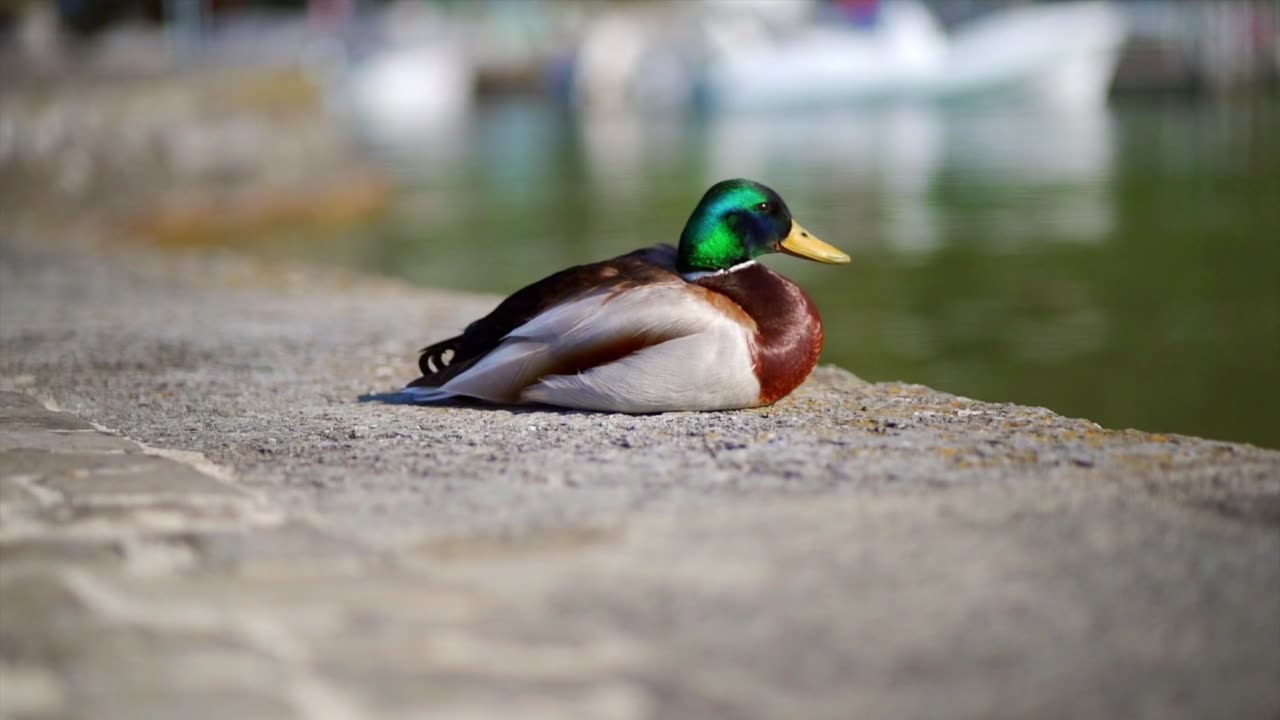 Swimming duck in water with fallen leaves 🍃 #flyingbirds044
