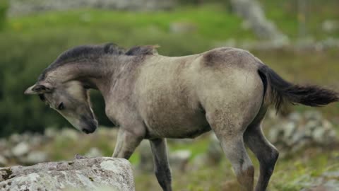 Horse Is Running everywhere With Joyfully And Freely...