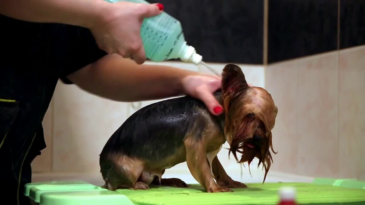 Wash the dog in the bathroom with a shower head