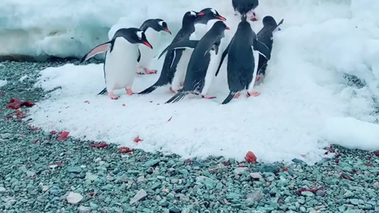 Penguin