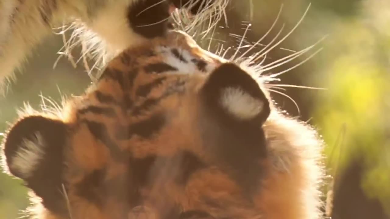 tiger video national geographic