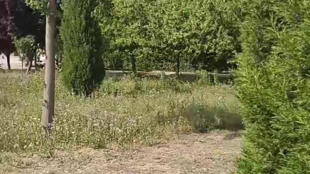 There are so many flowers and plants in the park