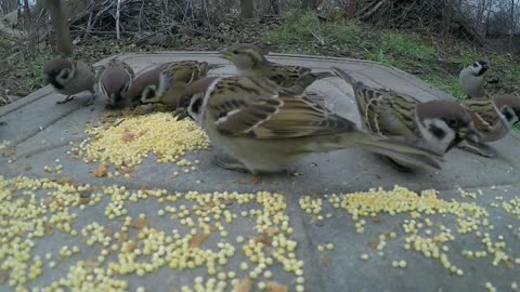 Beautiful Birds.