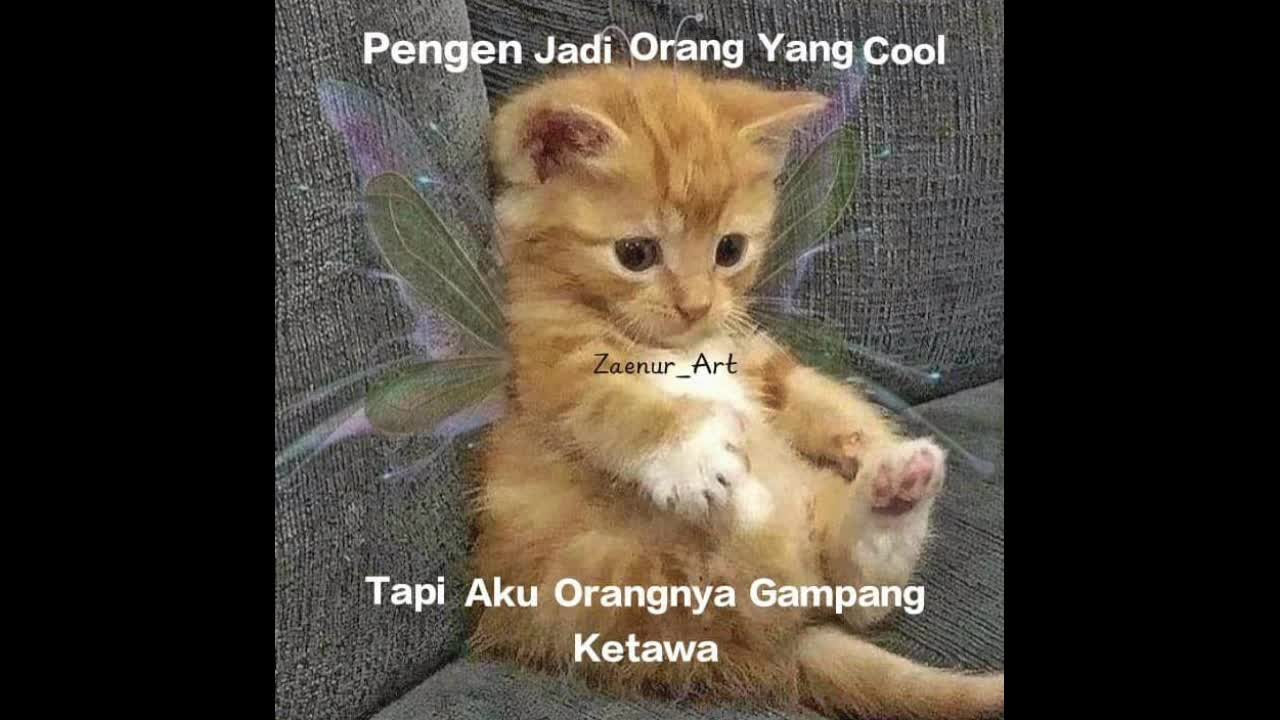 Quotes cat lover#1