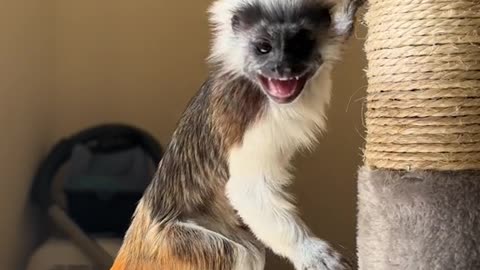 Amazing monkey