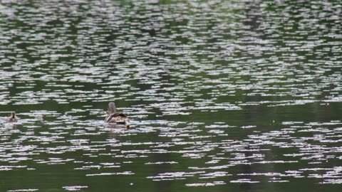 Wood Duck with Duckling
