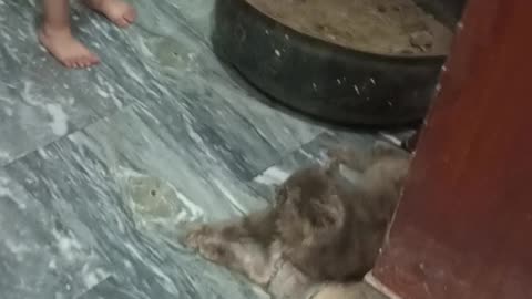 Kids play with cat