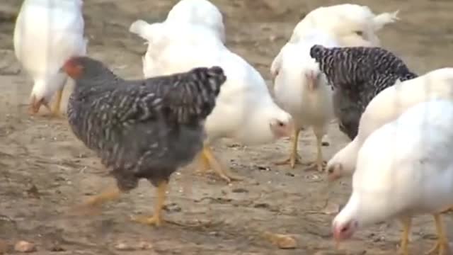 Nearly 48 million animals culled Europe's 'largest ever" bird flu epidemic