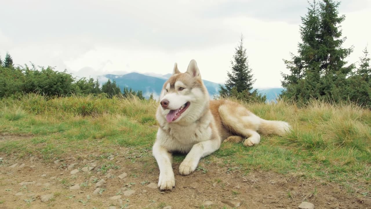 Adorable Dog and Puppy Moments: Unleashing Joy and Cuteness!