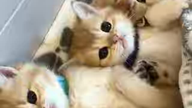 Lovely and Funny Animals Cute Kittens and Funny Cat video