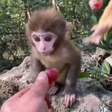 ___MUST SEE!!!___ Cute Baby Animals!!!