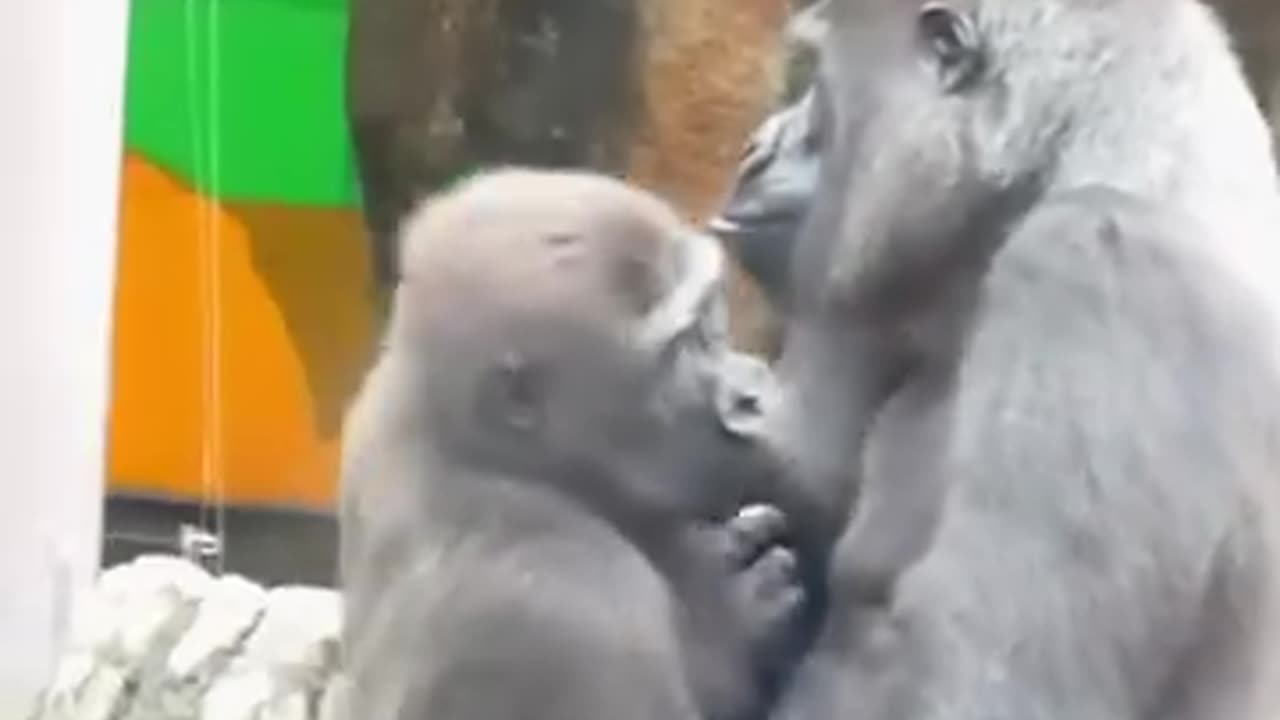 Gorilla meeting