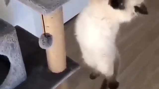 A cat tries to save the second cat from falling. Nice video