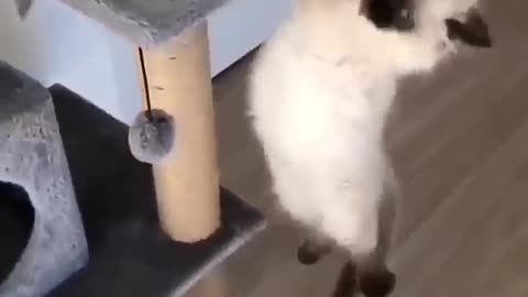 A cat tries to save the second cat from falling. Nice video