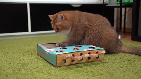 Whac-A-Mole Cat Toy